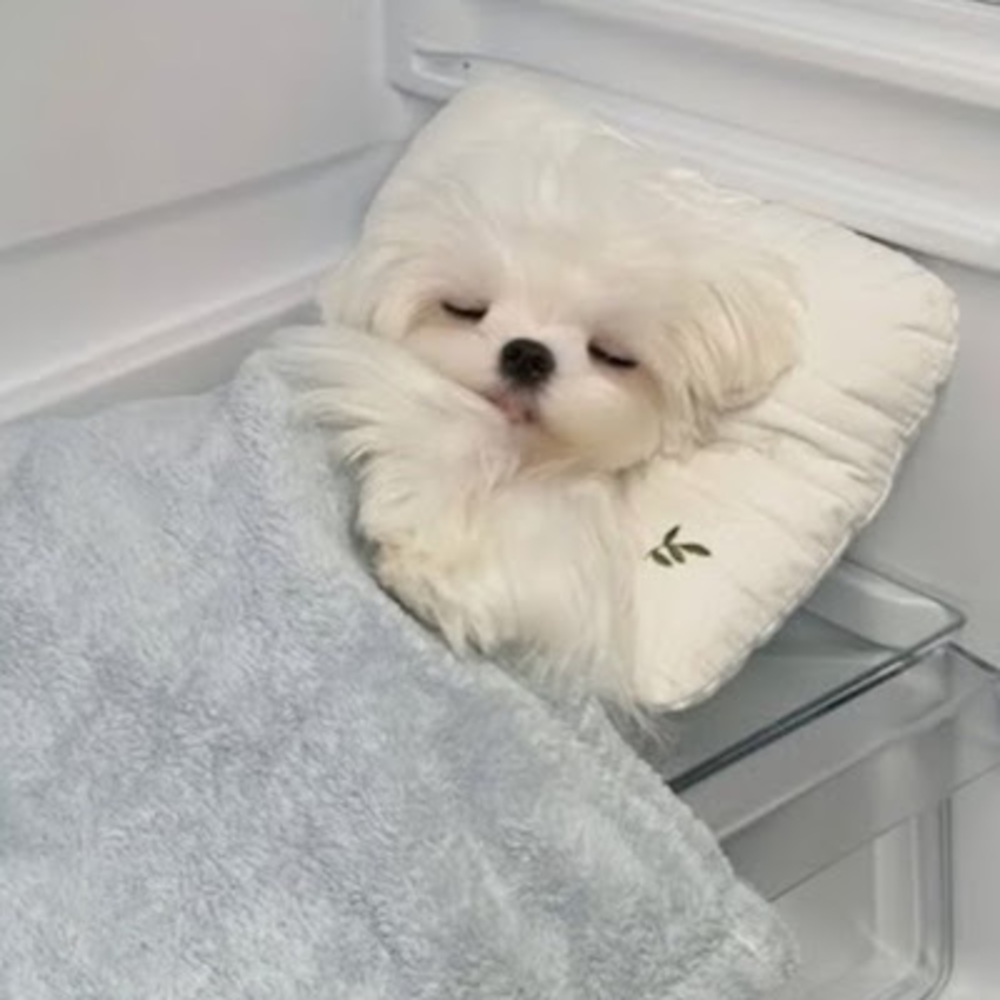 Meet your Posher, Catspammer